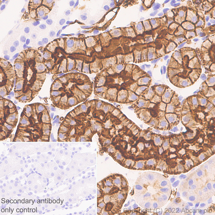 Immunohistochemistry (Formalin/PFA-fixed paraffin-embedded sections) - Anti-Aquaporin 1 antibody [EPR26554-46] (BSA and Azide free) (ab300464), expandable thumbnail