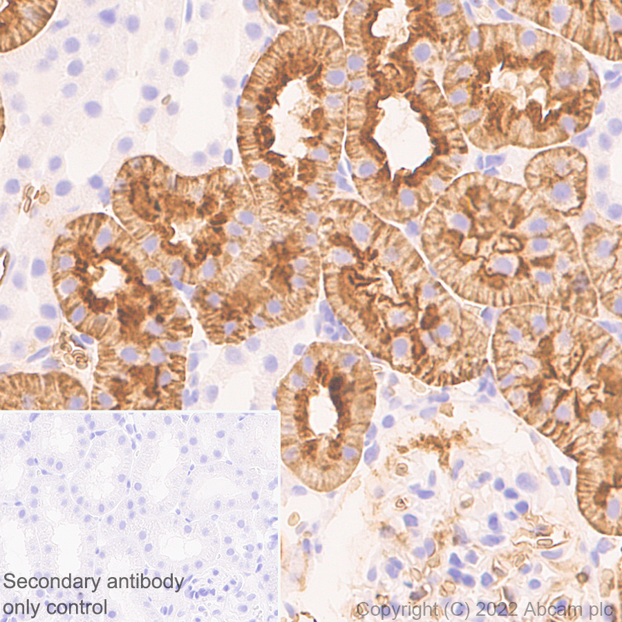 Immunohistochemistry (Formalin/PFA-fixed paraffin-embedded sections) - Anti-Aquaporin 1 antibody [EPR26554-46] (BSA and Azide free) (ab300464), expandable thumbnail