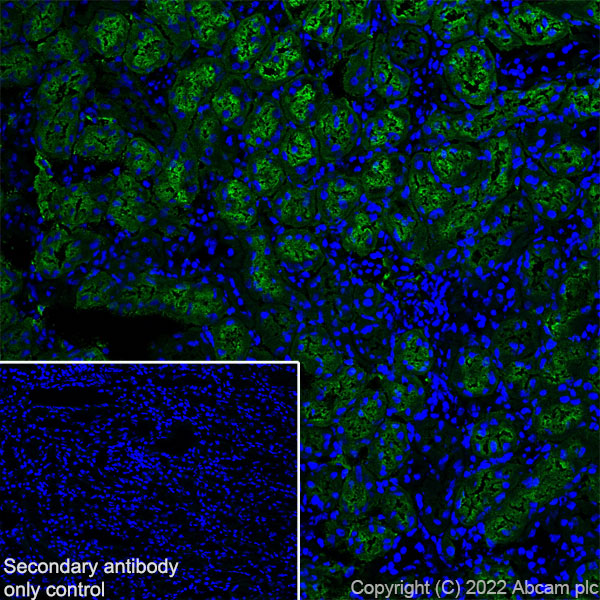 Immunohistochemistry (Frozen sections) - Anti-Aquaporin 1 antibody [EPR26554-46] (BSA and Azide free) (AB300464), expandable thumbnail