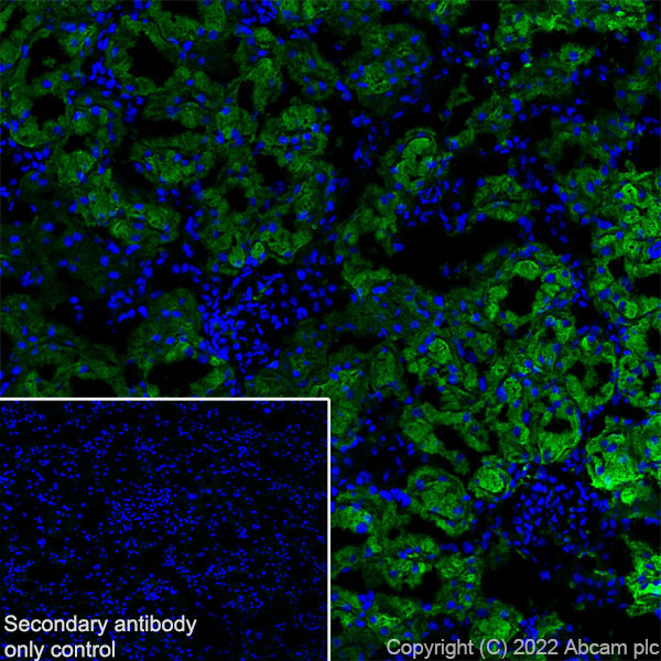 Immunohistochemistry (Frozen sections) - Anti-Aquaporin 1 antibody [EPR26554-46] (BSA and Azide free) (AB300464), expandable thumbnail