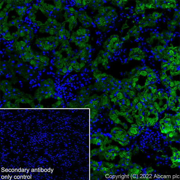 Immunohistochemistry (Frozen sections) - Anti-Aquaporin 1 antibody [EPR26554-46] (BSA and Azide free) (AB300464)