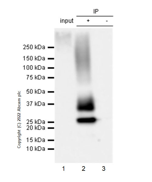 Immunoprecipitation - Anti-Aquaporin 1 antibody [EPR26554-46] (BSA and Azide free) (AB300464), expandable thumbnail
