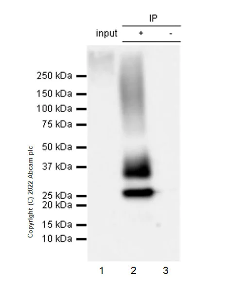Immunoprecipitation - Anti-Aquaporin 1 antibody [EPR26554-46] (BSA and Azide free) (AB300464)