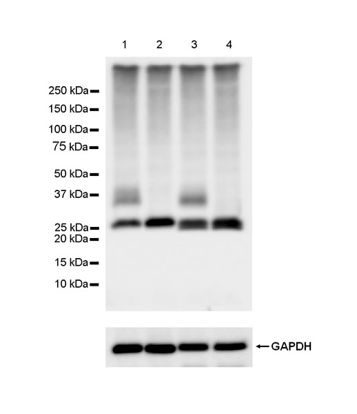 Western blot - Anti-Aquaporin 1 antibody [EPR26554-46] (BSA and Azide free) (ab300464), expandable thumbnail