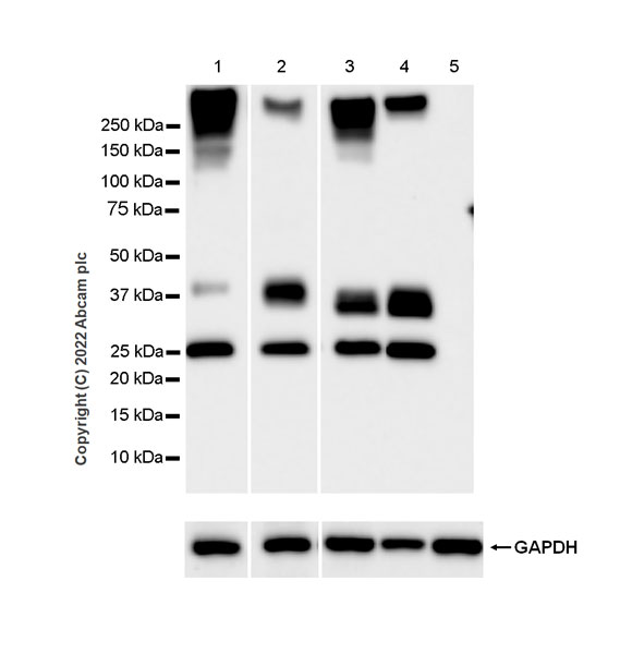 Western blot - Anti-Aquaporin 1 antibody [EPR26554-46] (BSA and Azide free) (AB300464), expandable thumbnail