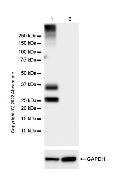 Western blot - Anti-Aquaporin 1 antibody [EPR26554-46] (BSA and Azide free) (AB300464), expandable thumbnail
