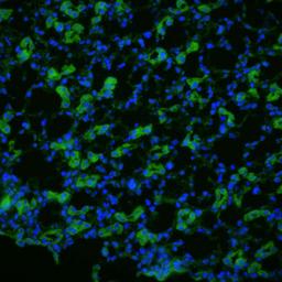 Immunocytochemistry/ Immunofluorescence - Anti-Aquaporin 1 antibody - N-terminal (AB189291), expandable thumbnail
