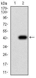 Western blot - Anti-Aquaporin 2 antibody [7H8B5] (AB233742)