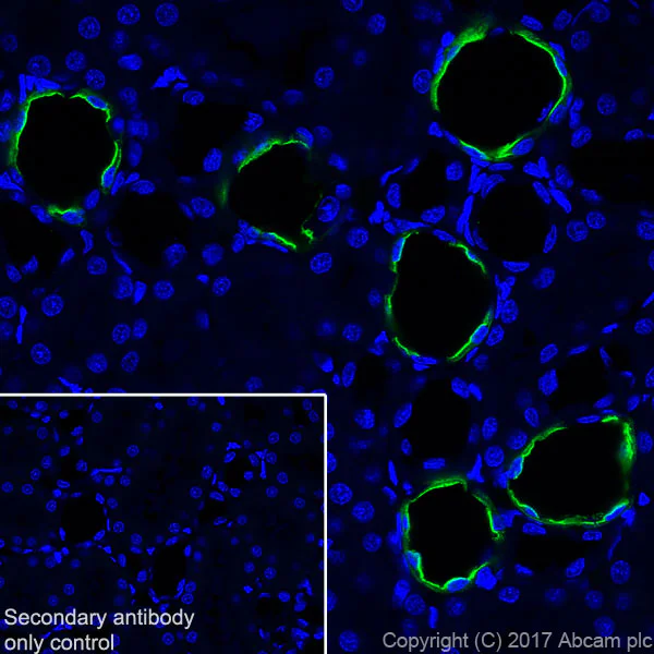 Immunohistochemistry (Frozen sections) - Anti-Aquaporin 2 antibody [EPR21080] (AB199975)