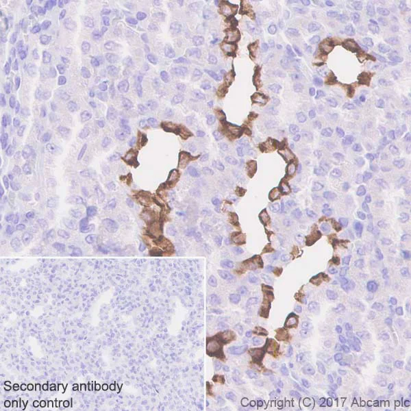 Immunohistochemistry (Formalin/PFA-fixed paraffin-embedded sections) - Anti-Aquaporin 2 antibody [EPR21080] - BSA and Azide free (AB230170)