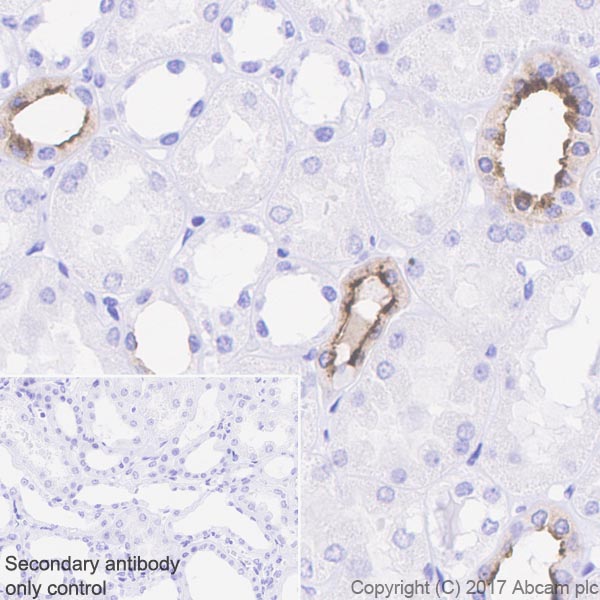 Immunohistochemistry (Formalin/PFA-fixed paraffin-embedded sections) - Anti-Aquaporin 2 antibody [EPR21080] - BSA and Azide free (AB230170)