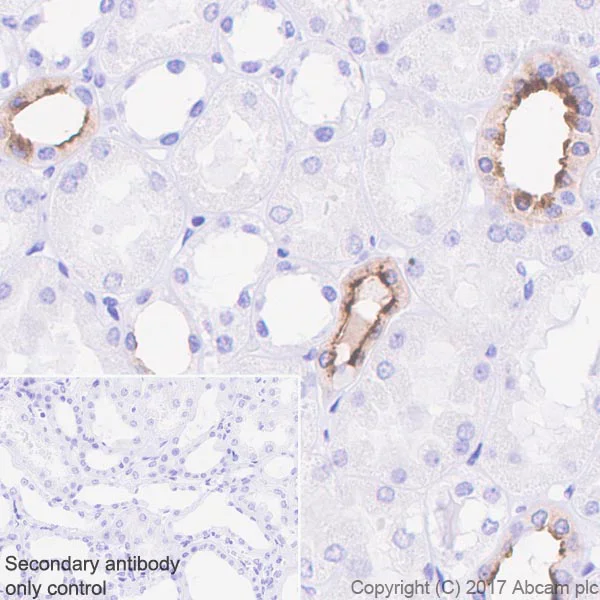 Immunohistochemistry (Formalin/PFA-fixed paraffin-embedded sections) - Anti-Aquaporin 2 antibody [EPR21080] - BSA and Azide free (AB230170)