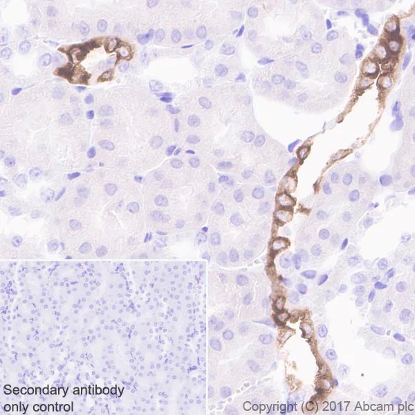 Immunohistochemistry (Formalin/PFA-fixed paraffin-embedded sections) - Anti-Aquaporin 2 antibody [EPR21080] - BSA and Azide free (AB230170)