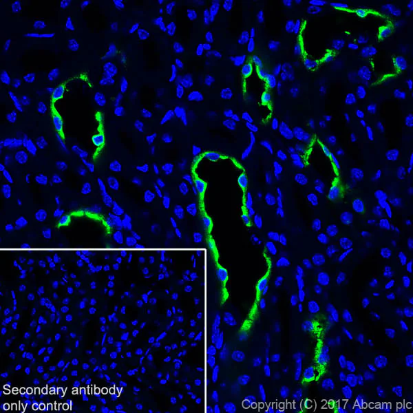 Immunohistochemistry (Frozen sections) - Anti-Aquaporin 2 antibody [EPR21080] - BSA and Azide free (AB230170)