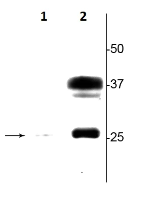 Western blot - Anti-Aquaporin 2 (phospho S264) antibody (AB254071)