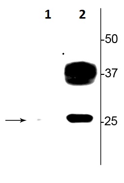 Western blot - Anti-Aquaporin 2 (phospho S269) antibody (AB254072), expandable thumbnail