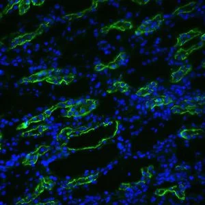 Immunocytochemistry/ Immunofluorescence - Anti-Aquaporin 3 antibody (AB125045)