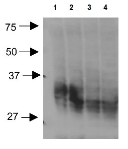 Western blot - Anti-Aquaporin 3 antibody (AB125045)