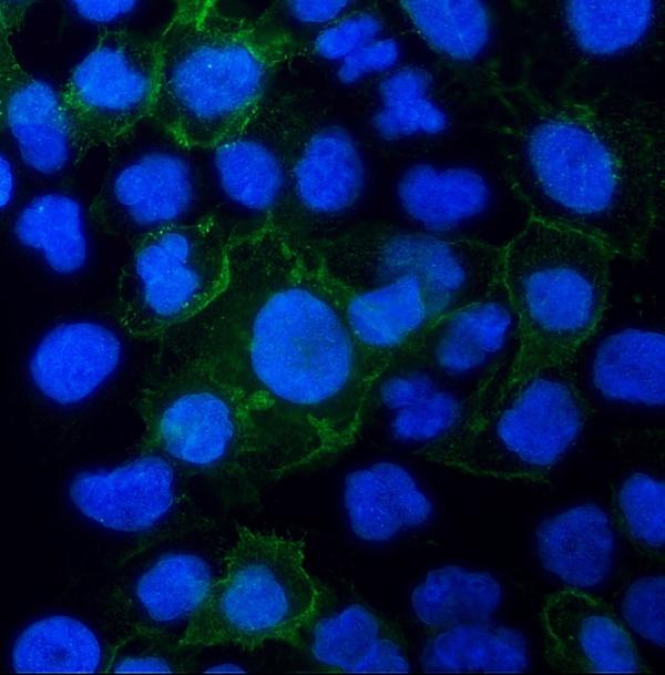 Immunocytochemistry/ Immunofluorescence - Anti-Aquaporin 3 antibody (AB125219), expandable thumbnail