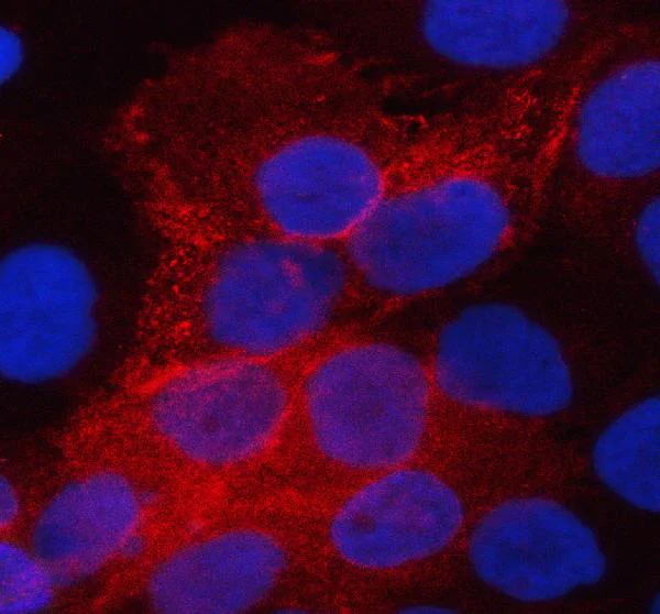 Immunocytochemistry/ Immunofluorescence - Anti-Aquaporin 3 antibody (AB125219)
