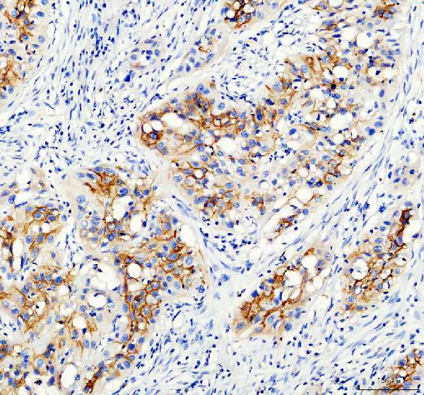 Immunohistochemistry (Formalin/PFA-fixed paraffin-embedded sections) - Anti-Aquaporin 3 antibody (AB125219), expandable thumbnail