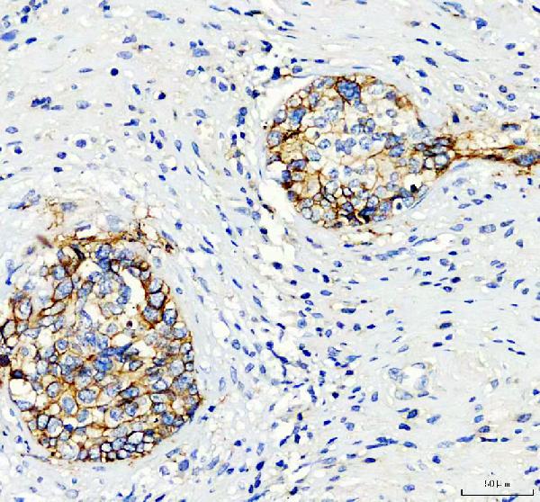 Immunohistochemistry (Formalin/PFA-fixed paraffin-embedded sections) - Anti-Aquaporin 3 antibody (AB125219), expandable thumbnail