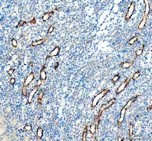 Immunohistochemistry (Formalin/PFA-fixed paraffin-embedded sections) - Anti-Aquaporin 3 antibody (ab125219), expandable thumbnail