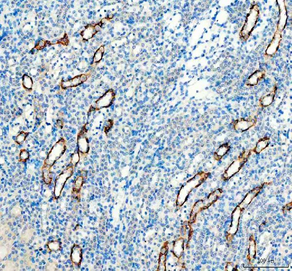 Immunohistochemistry (Formalin/PFA-fixed paraffin-embedded sections) - Anti-Aquaporin 3 antibody (AB125219)