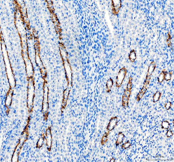 Immunohistochemistry (Formalin/PFA-fixed paraffin-embedded sections) - Anti-Aquaporin 3 antibody (ab125219), expandable thumbnail