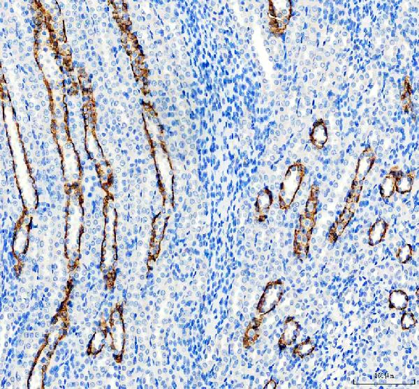 Immunohistochemistry (Formalin/PFA-fixed paraffin-embedded sections) - Anti-Aquaporin 3 antibody (AB125219)