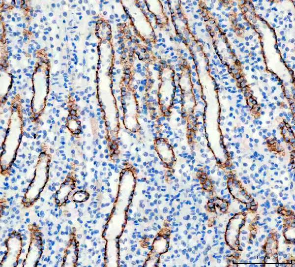 Immunohistochemistry (Formalin/PFA-fixed paraffin-embedded sections) - Anti-Aquaporin 3 antibody (ab125219), expandable thumbnail