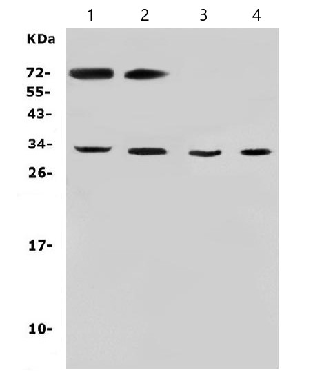 Western blot - Anti-Aquaporin 3 antibody (AB125219), expandable thumbnail