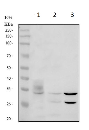 Western blot - Anti-Aquaporin 3 antibody (ab125219), expandable thumbnail