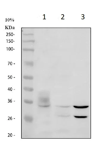 Western blot - Anti-Aquaporin 3 antibody (AB125219)