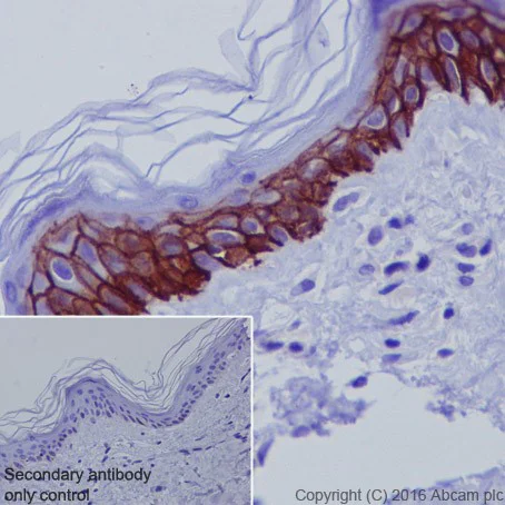 Immunohistochemistry (Formalin/PFA-fixed paraffin-embedded sections) - Anti-Aquaporin 3 antibody [EPR19932] - BSA and Azide free (AB240393)