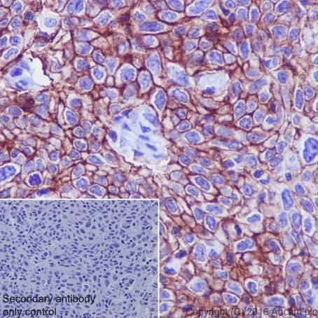 Immunohistochemistry (Formalin/PFA-fixed paraffin-embedded sections) - Anti-Aquaporin 3 antibody [EPR19932] - BSA and Azide free (AB240393)