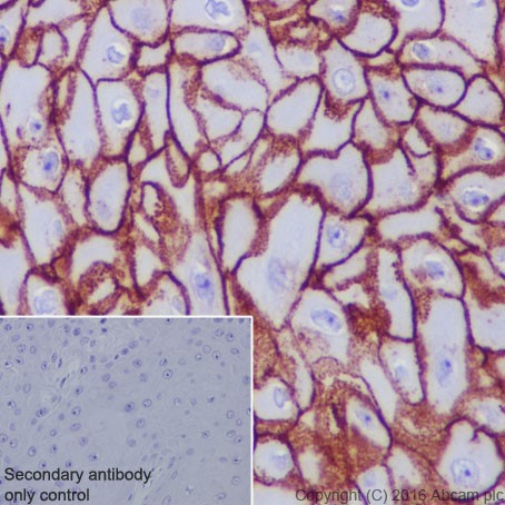 Immunohistochemistry (Formalin/PFA-fixed paraffin-embedded sections) - Anti-Aquaporin 3 antibody [EPR19932] - BSA and Azide free (AB240393)