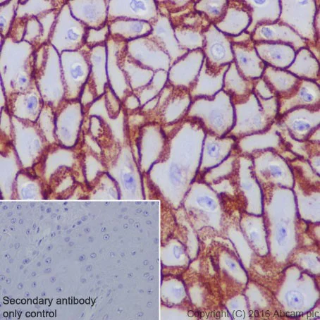 Immunohistochemistry (Formalin/PFA-fixed paraffin-embedded sections) - Anti-Aquaporin 3 antibody [EPR19932] - BSA and Azide free (AB240393)