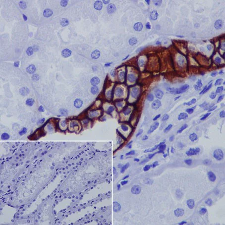 Immunohistochemistry (Formalin/PFA-fixed paraffin-embedded sections) - Anti-Aquaporin 3 antibody [EPR19932] - BSA and Azide free (AB240393)