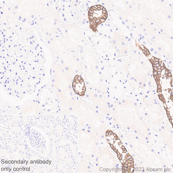 Immunohistochemistry (Formalin/PFA-fixed paraffin-embedded sections) - Anti-Aquaporin 3 antibody [EPR28053-11] (ab307969), expandable thumbnail