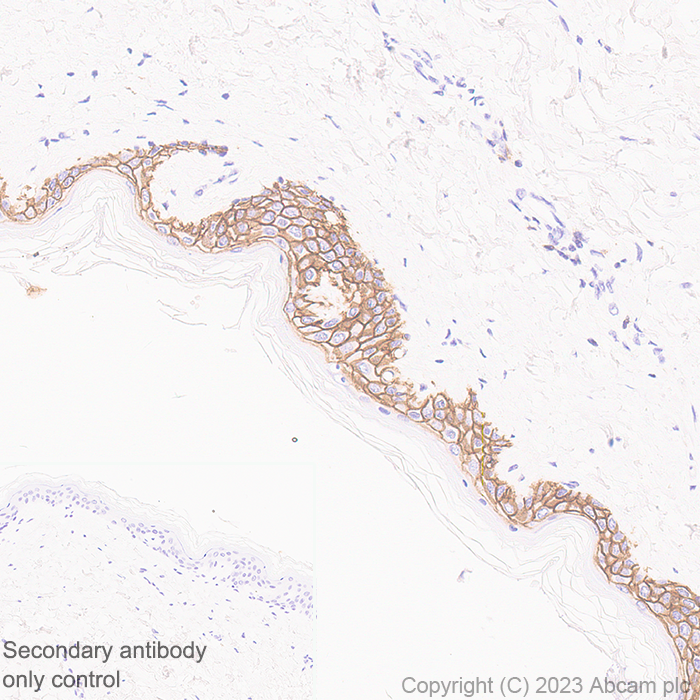 Immunohistochemistry (Formalin/PFA-fixed paraffin-embedded sections) - Anti-Aquaporin 3 antibody [EPR28053-11] (ab307969), expandable thumbnail