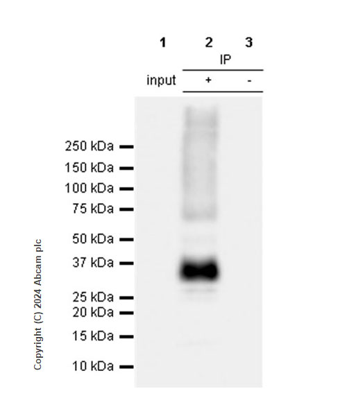 Immunoprecipitation - Anti-Aquaporin 3 antibody [EPR28053-11] (AB307969), expandable thumbnail