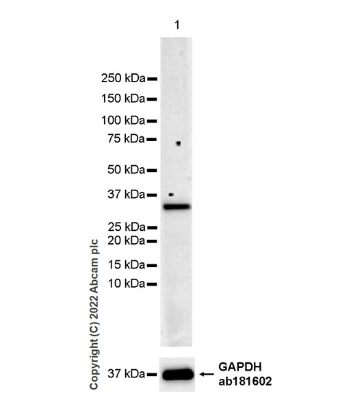 Western blot - Anti-Aquaporin 3 antibody [EPR28053-11] (ab307969), expandable thumbnail
