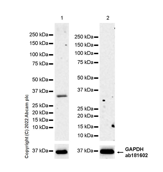 Western blot - Anti-Aquaporin 3 antibody [EPR28053-11] (ab307969), expandable thumbnail