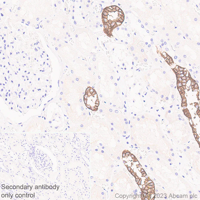 Immunohistochemistry (Formalin/PFA-fixed paraffin-embedded sections) - Anti-Aquaporin 3 antibody [EPR28053-11] - BSA and Azide free (AB307970)