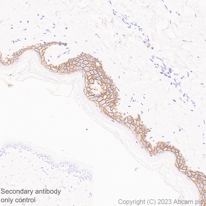 Immunohistochemistry (Formalin/PFA-fixed paraffin-embedded sections) - Anti-Aquaporin 3 antibody [EPR28053-11] - BSA and Azide free (AB307970)