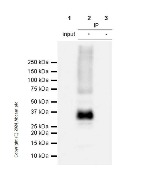 Immunoprecipitation - Anti-Aquaporin 3 antibody [EPR28053-11] - BSA and Azide free (AB307970)