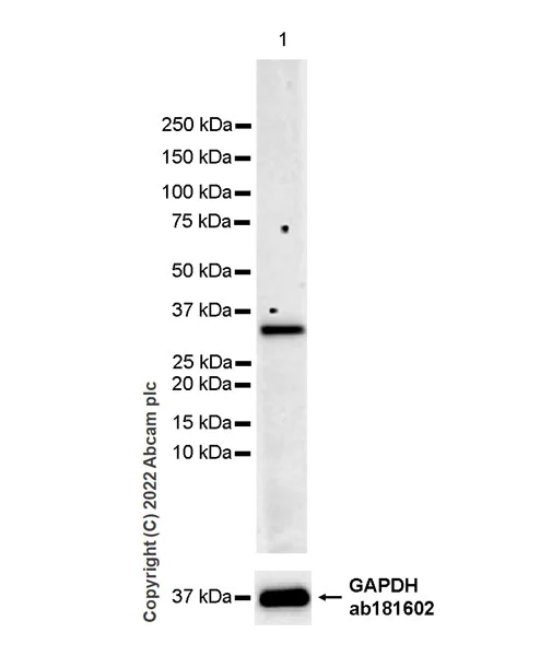 Western blot - Anti-Aquaporin 3 antibody [EPR28053-11] - BSA and Azide free (AB307970)