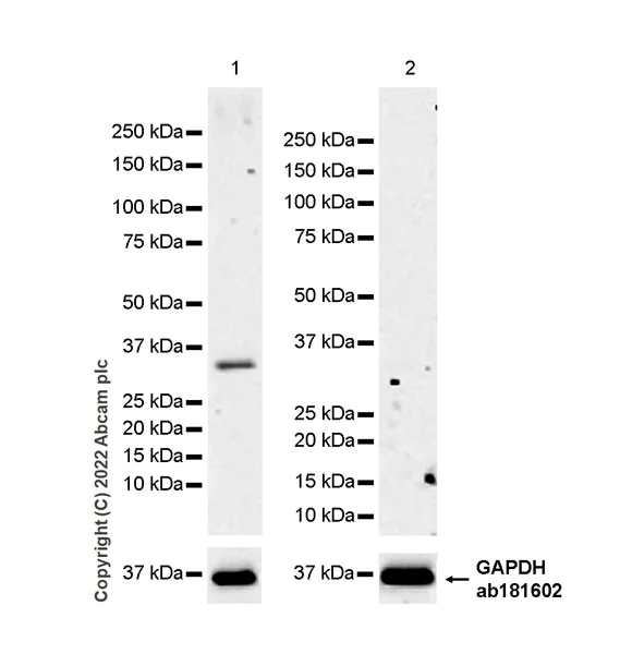 Western blot - Anti-Aquaporin 3 antibody [EPR28053-11] - BSA and Azide free (AB307970)