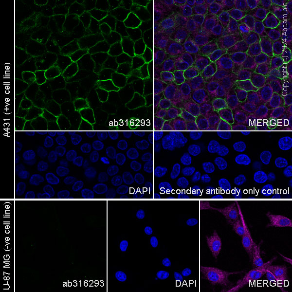Immunocytochemistry/ Immunofluorescence - Anti-Aquaporin 3 antibody [RM1081] - BSA and Azide free (AB316294), expandable thumbnail